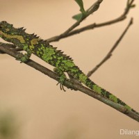 Cophotis dumbara Samarawickrama,Ranawana, Rajapaksha, Ananjeva, Orlov, 2006